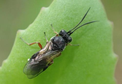 Chelonus sp.